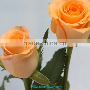 Holland Roses in 2016 Popular Gerbera Flowers Fresh Cut Flower From Kunming thumbnail-1