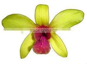 D-009 : DENDROBIUM RED LIP ORCHID thumbnail-1