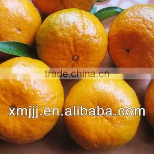 Fresh Oranges thumbnail-1