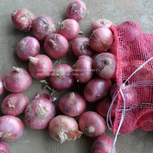 Fresh Red Onion Onions thumbnail-1