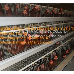 Honduras Poultry Farm A Type Battery Female Chicken Cage & Male Chicken Cage With Automatic Feeding Machine Used in Chicken Shed thumbnail-1