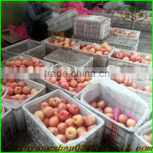 NEW : Fruit Fresh Fuji Apple/Fresh Apples thumbnail-2