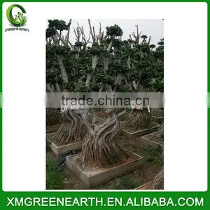 Ficus Microcarpa Multiroots 2m (1) thumbnail-3