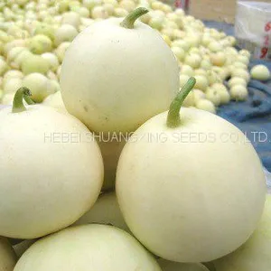 Sweet Star No.21 Resist Diseases Hybrid Musk Melon Seeds thumbnail-2