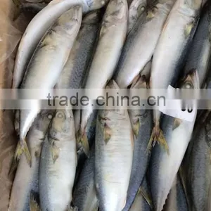 Frozen Scomber Japonicus With Size 6 -8 Pcs / kg thumbnail-5