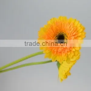 Fresh Cut Champagne Yellow Gerbera thumbnail-1