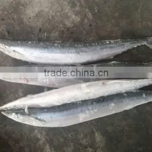 2015 Seafrozen Pacific Saury Whole Round 0#:140g+ thumbnail-3