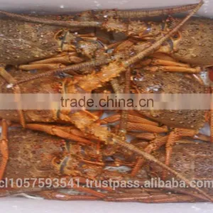 Live Spiny Rock Lobster thumbnail-5