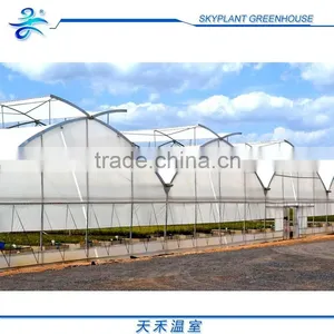 Large 10m Span Multi-Span Plastic Vegetable Greenhouse thumbnail-3