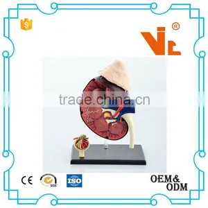 V-HM05 4D MASTER Human Kidney Structure Model thumbnail-2