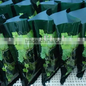 Chinese Green Raisins 250g Retail Packing thumbnail-1