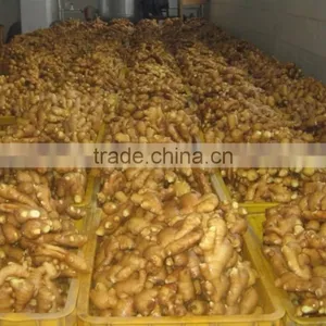 Ginger Plantation thumbnail-2