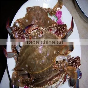 Frozen Cheap Crab With Excellent Services thumbnail-1
