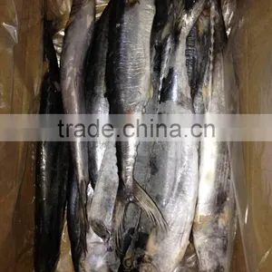 Frozen Spanish Mackerel thumbnail-3