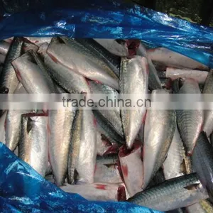 Land Frozen Pacific Mackerel Headless thumbnail-2