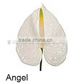 Fresh Cut Flower ANTHURIUM Angel thumbnail-1