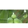 Garcinia Cambogia thumbnail-1