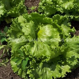 Hybrid Iceberg Lettuce Seeds With Competitive Price thumbnail-3