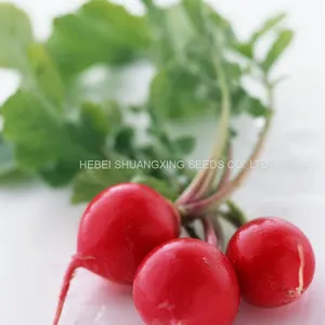 Red Skin High Quality Hybrid Radish Seeds thumbnail-2