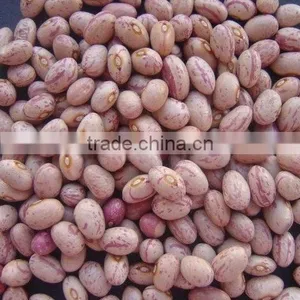 Bean thumbnail-1