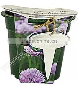 Can Flower(eco-friendly Pot),mini Plant,novelty Product thumbnail-1