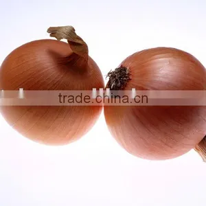 Yellow Onion thumbnail-1
