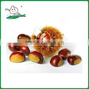 High Quality Chestnut/New Crop Chestnut/fresh Chestnut thumbnail-1