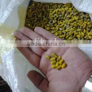 Bottle Trees Seeds, Brachychiton Acerifolius Seeds thumbnail-1