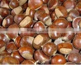Supply Dried Chestnut With Good Quality for Sale thumbnail-2