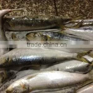 Hot Sale Fresh High Quality Sardine 140-160g,Lighting thumbnail-3