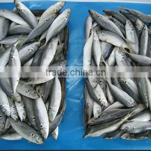 Frozen Horse Mackerel Fish Seafood Supplier for Thailand Buyer thumbnail-3