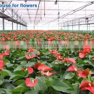 Vegetable Greenhouse thumbnail-2