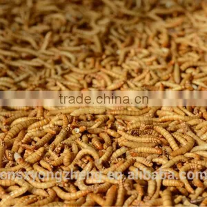 Chicken Farms Like Poultry Feed Dried Mealworms thumbnail-2