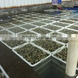 V-packed Cooked Short Clam Necked in Shell thumbnail-2