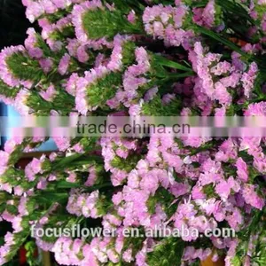 Fresh Cut Statice Good Quality Cut Flower Myosotis From Kunming thumbnail-1
