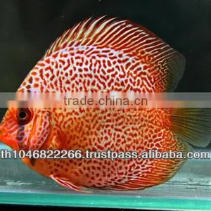 Discus Fish Farm for Sale and Export thumbnail-1