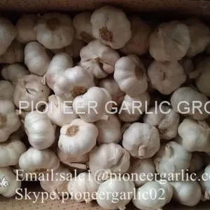 Chinese Natural 5cm Red Garlic Loose Packing In 10kg Box thumbnail-3