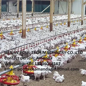 Ecuador Poultry Farm Equipment Automatic Broiler Floor Raising System & Chicken Deep Litter System With Automatic Drinking& Feeding System in Chicken Coop thumbnail-2