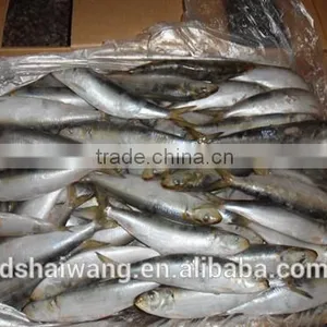 New Caught Frozen Sardine With Size 90 Pcs / 10kg thumbnail-1