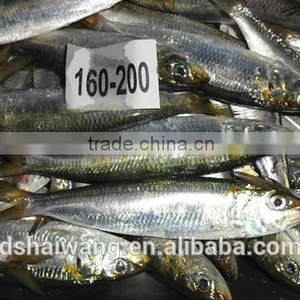 Frozen Sardines for Canning With Size 160-200 Pcs / 10kg thumbnail-2
