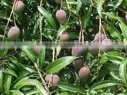 Suvimie Fresh Mangos thumbnail-2