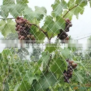 Plastic Vineyard Bird Netting thumbnail-1