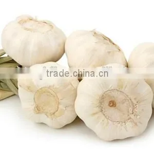 Garlic Oil FCC thumbnail-2