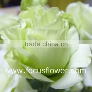 Wide Varieties Fresh Cut Flower Color Lisianthus Purple Lisianthus Flowers From Yunnan, China thumbnail-4