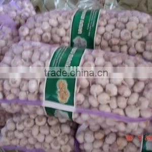 Chinese Normal Garlic thumbnail-4