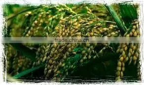 JAPONICA/SUSHI/CALROSE RICE- Sales4@ Vinarice.vn - +84 918205076 thumbnail-1