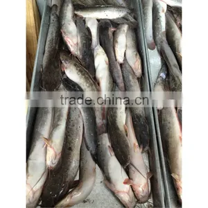 Frozen Catfish Exporters From China thumbnail-1