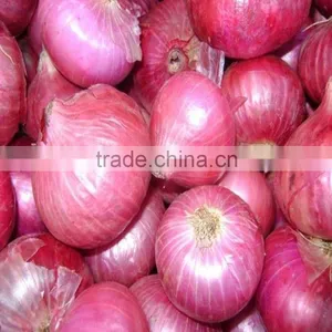 Wholesale Fresh Yellow Onion With Good Quality thumbnail-6