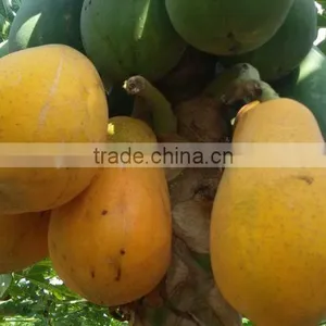 Sale High Germination Chaenomeles Sinensis Seeds Papaya Seeds Fruit Tree Seeds for Planting thumbnail-1