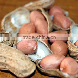Round Type Peanut thumbnail-1